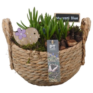 PTMB1156 Arrangementen Muscari