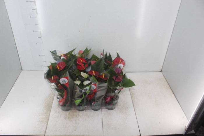 <h4>ANTHURIUM VARIADO P09</h4>