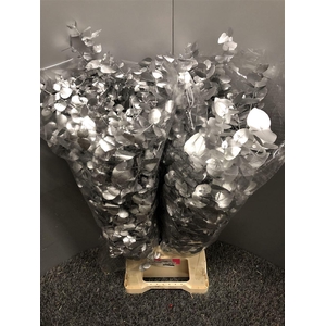 Euca Col Zilver Cinerea