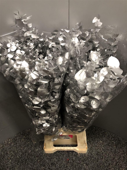 <h4>Euca Col Cinerea Zilver</h4>