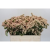 Limonium sinuatum Lucia Apricot