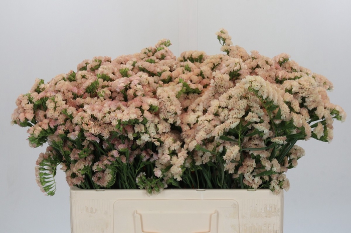 Limonium sinuatum Lucia Apricot