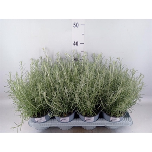 Helichrysum italicum