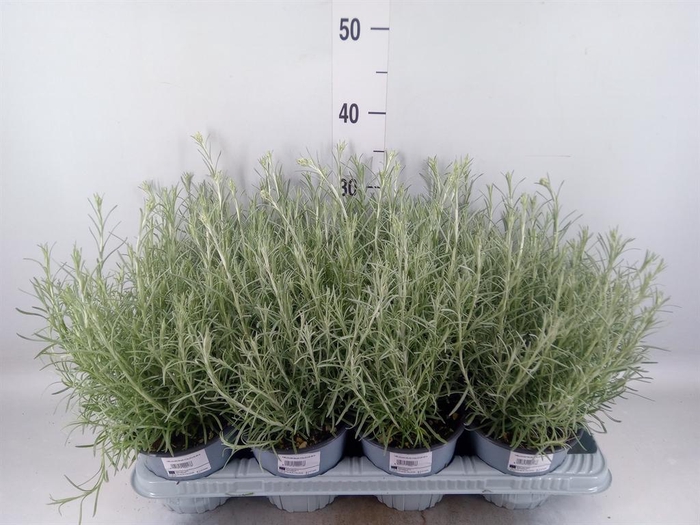 <h4>Helichrysum italicum</h4>