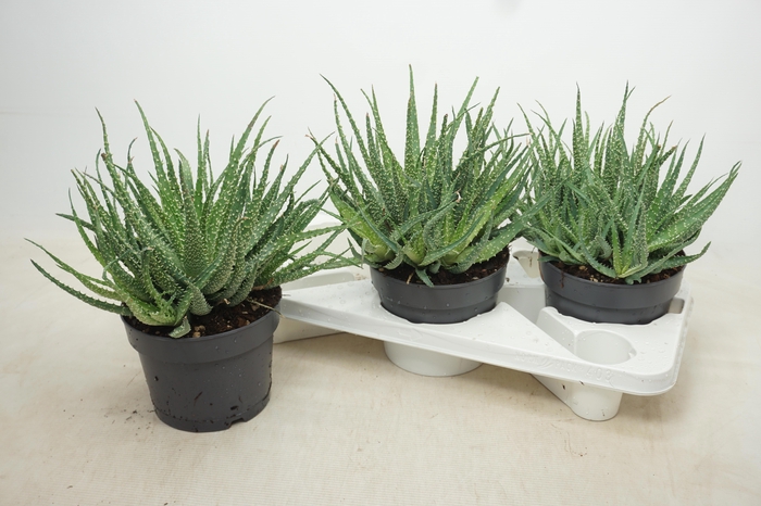 <h4>ALOE HUMILIS</h4>