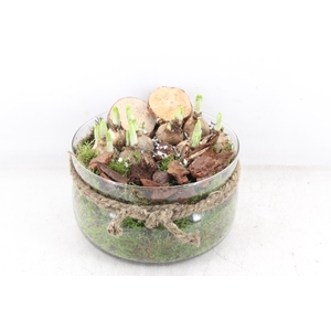 arr4 Narcis PL - Glas bose touw x3