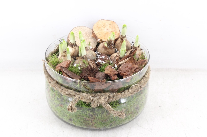 <h4>arr4 Narcis PL - Glas bose touw x3</h4>