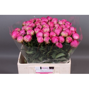 Paeonia Glory Hallelujah