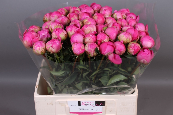<h4>Paeonia Glory Hallelujah</h4>
