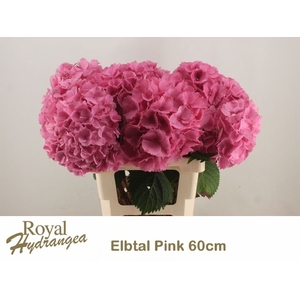 HYDR M ELBTAL RZ