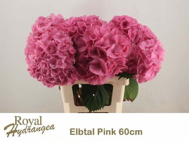 <h4>HYDR M ELBTAL RZ</h4>