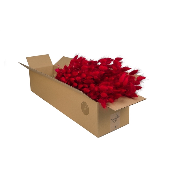 <h4>Droogbloemen-Lagurus Red</h4>