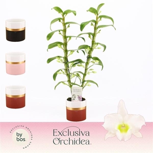Dendrobium Nobilé, Apollon 2-spike in Dolomite Horizon 'Exclusiva Orchidea'