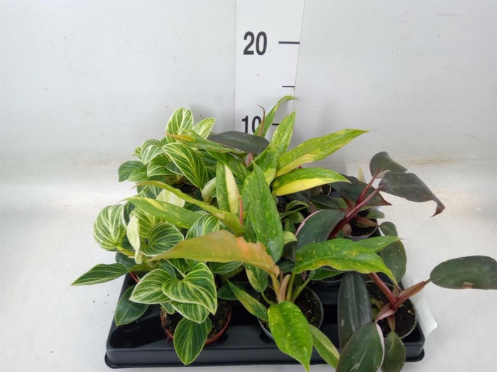 <h4>Philodendron   ...</h4>