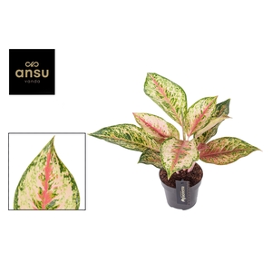 Aglaonema Painted Celebration