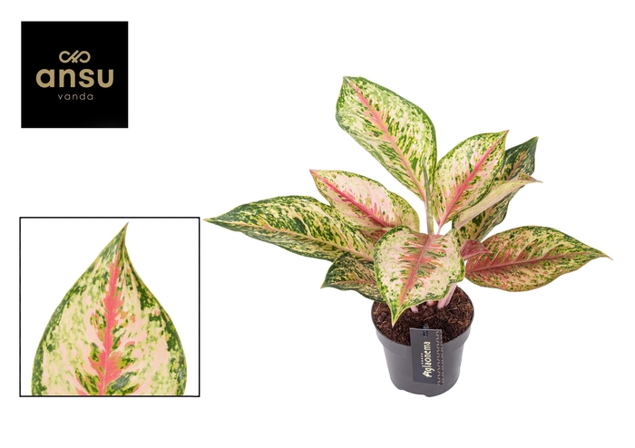 <h4>Aglaonema Painted Celebration</h4>
