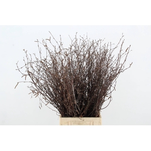 BETULA BS NATURAL+VRUCHT