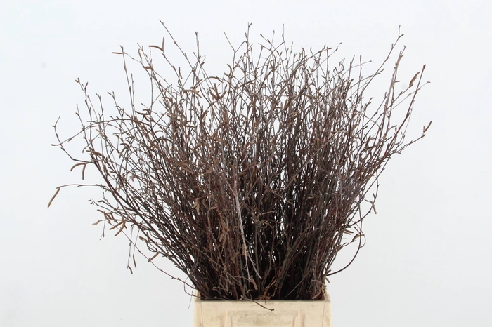 <h4>BETULA BS NATURAL+VRUCHT</h4>