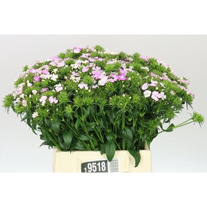 Di Barb Amazon Rose