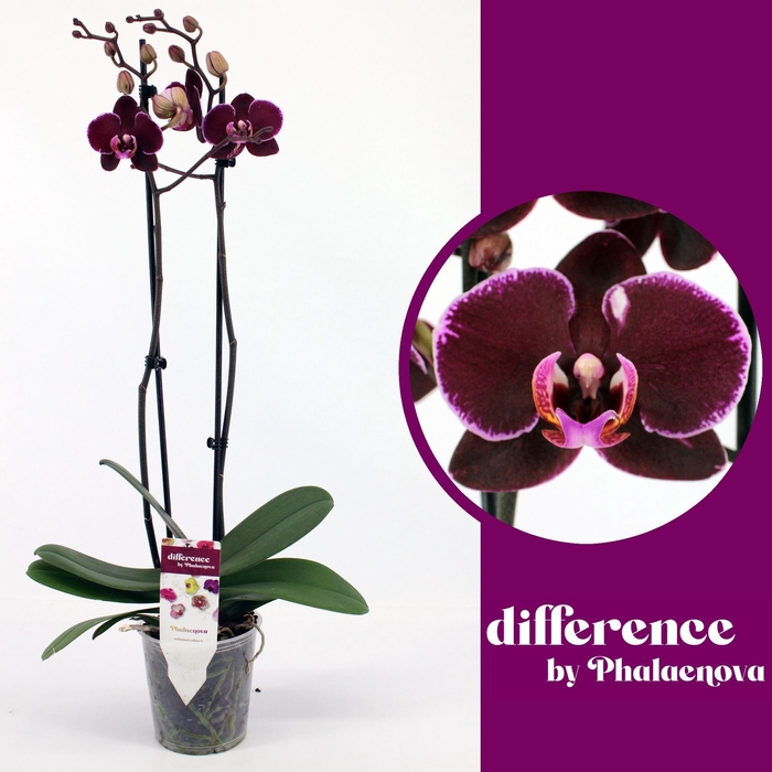 <h4>Phalaenopsis Elegant Debora</h4>