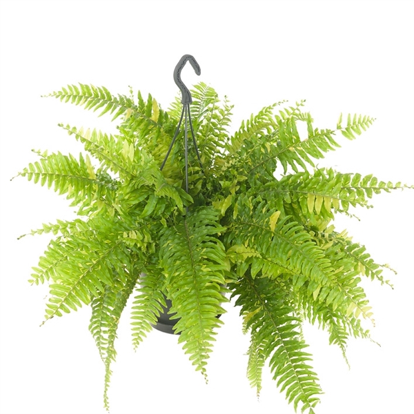 <h4>Nephrolepis exaltata overig</h4>