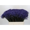 Agapanthus Dr Brouwer