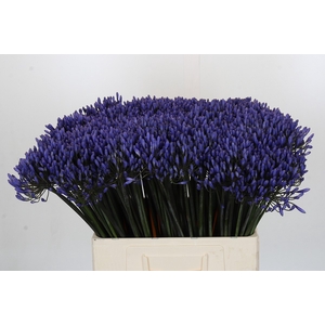 Agapanthus Dr Brouwer