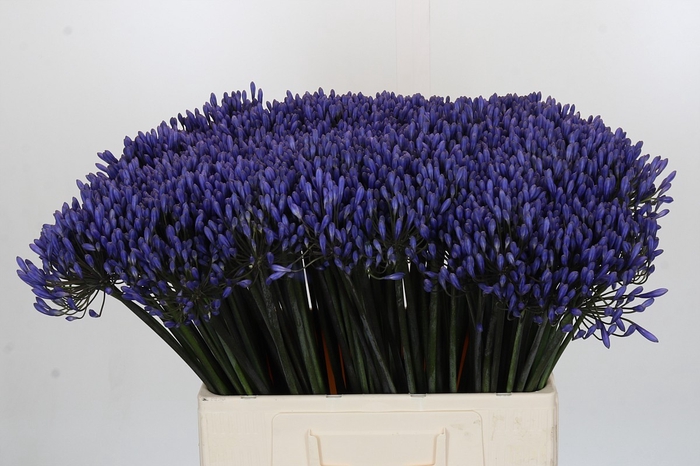 <h4>Agapanthus Dr Brouwer</h4>