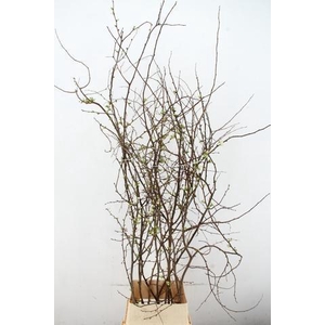 CHAENOMELES SUPERBA WHITE EXTRA 140CM