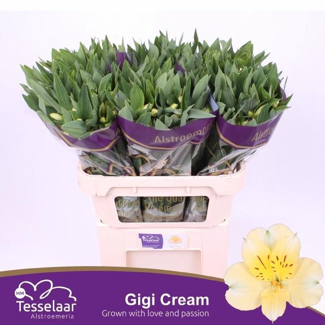<h4>ALSTR GIGI CREAM</h4>
