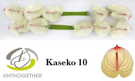 <h4>Anthurium Kaseko</h4>
