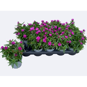 ASTER NB HENR I PINK