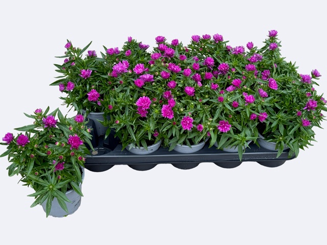 <h4>ASTER NB HENR I PINK</h4>