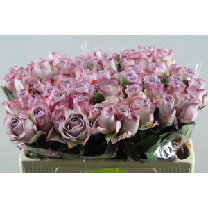 R Gr Memory Lane! L50