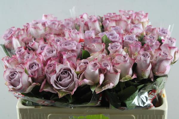 <h4>R Gr Memory Lane! L50</h4>