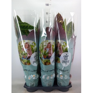 Calathea warscewiczii