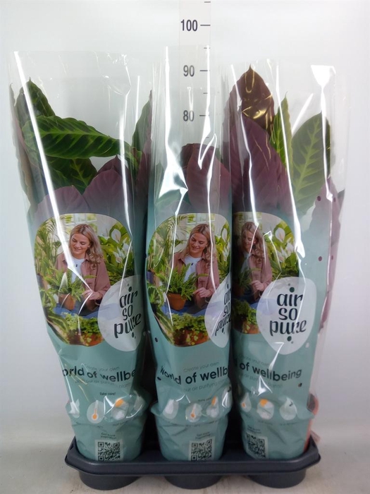 <h4>Calathea warscewiczii</h4>