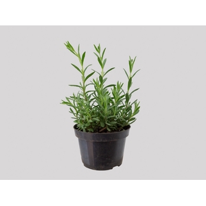 LAVANDULA ANGUSTIFOLIA P11