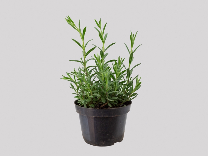 <h4>LAVANDULA ANGUSTIFOLIA P11</h4>