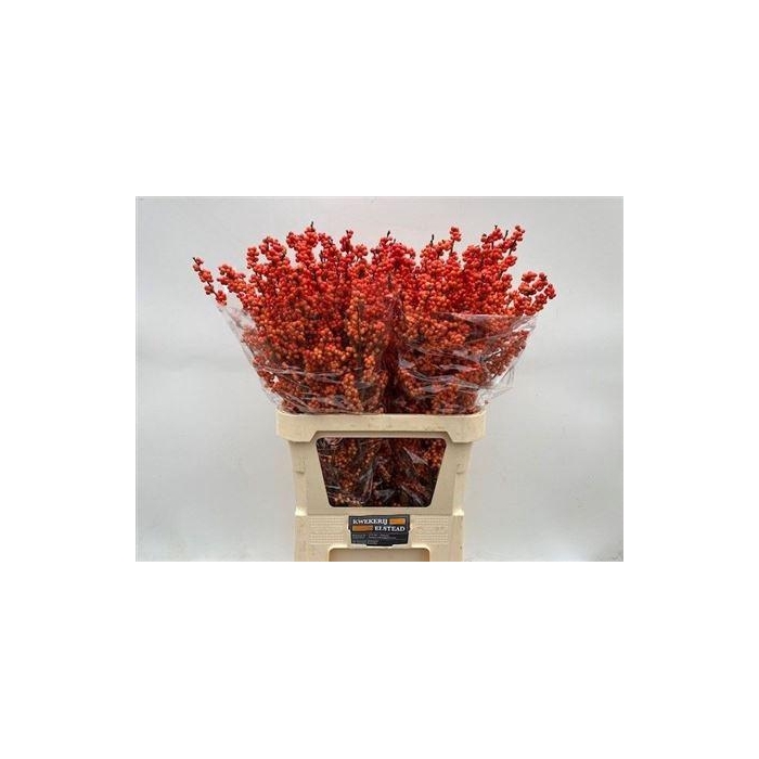 <h4>Ilex Ve Winter Gold</h4>