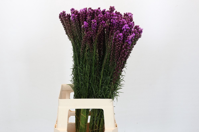 <h4>Liatris Spicata</h4>