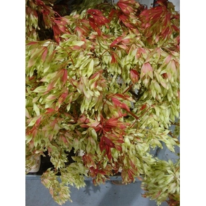 OVERIG SNIJBLOEMEN INIRIDA SUMMER