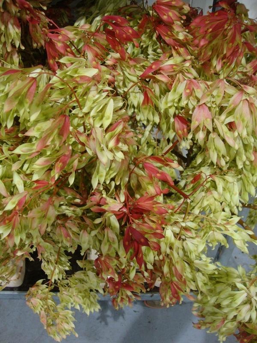 <h4>OVERIG SNIJBLOEMEN INIRIDA SUMMER</h4>