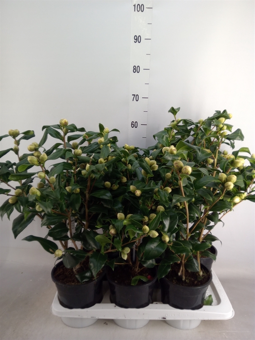 <h4>Camellia japonica 'Brushfield Yell'</h4>