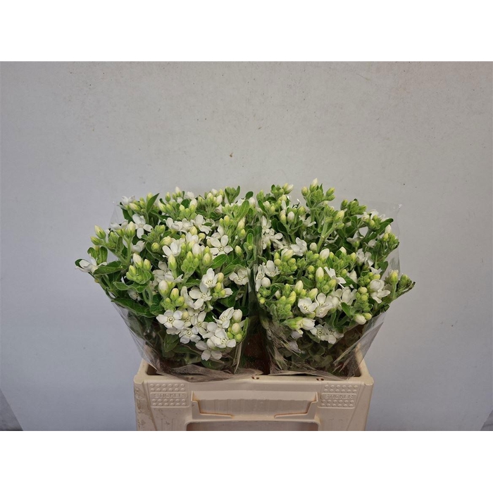 <h4>OXY CO PERF WHI HARM</h4>