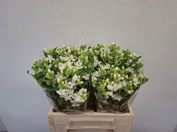 OXY CO PERF WHI HARM