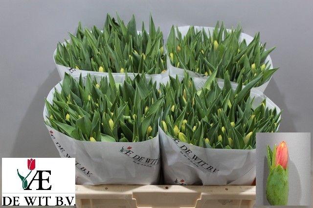 <h4>TU EN LEEN VD MARK</h4>