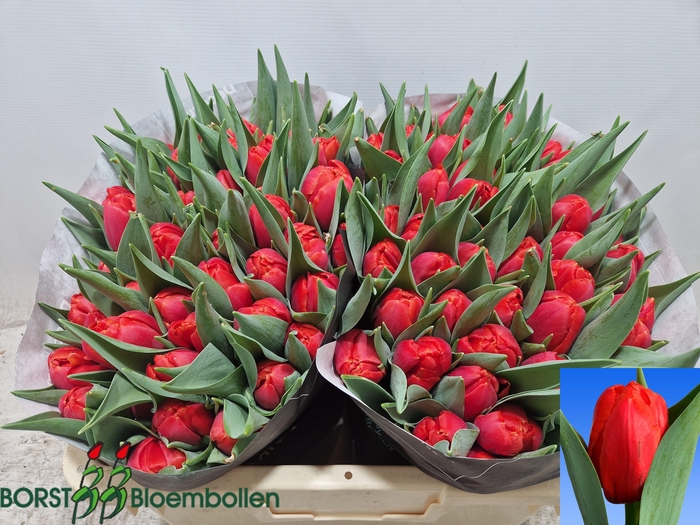 <h4>TU DU CORAL SUNSET</h4>