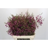 Chamelaucium Purple Rain