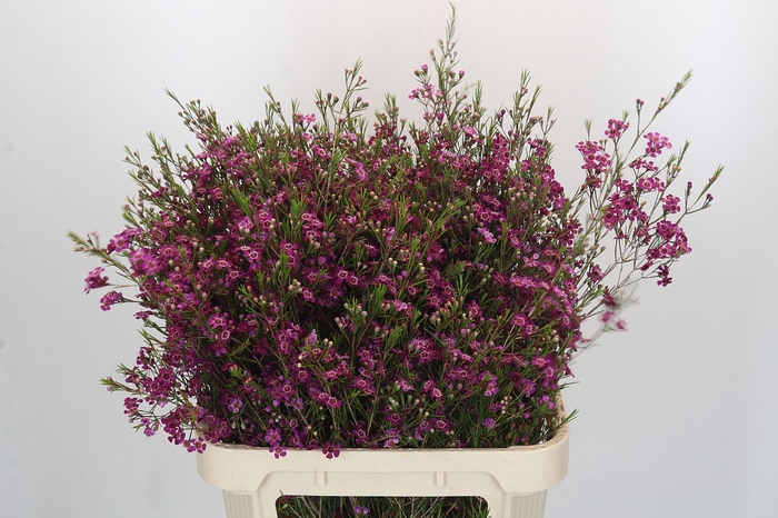 Chamelaucium Purple Rain